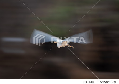 Slow pan of great egret passing foliage Slow pan of great egret passing foliage 134504176