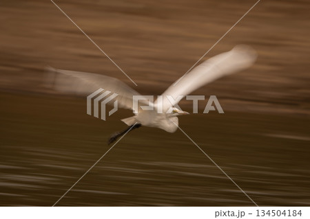 Slow pan of great egret skimming pond 134504184