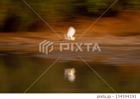 Slow pan of great egret with reflection 134504191