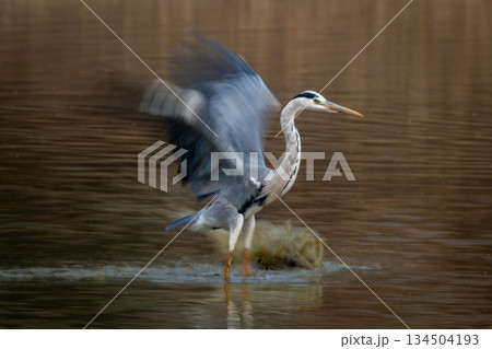 Slow pan of grey heron fluttering wings Slow pan of grey heron fluttering wings 134504193