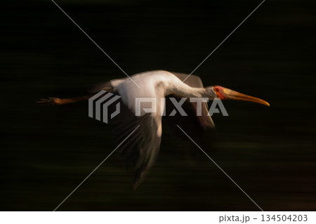 Slow pan of yellow-billed stork in sunshine Slow pan of yellow-billed stork in sunshine 134504203