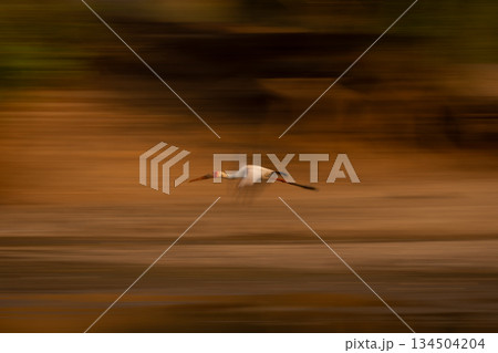 Slow pan of yellow-billed stork in wood Slow pan of yellow-billed stork in wood 134504204
