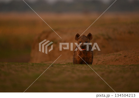 Spotted hyena stands behind bank with catchlights 134504213