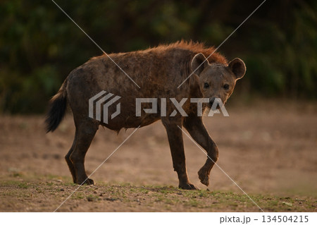 Spotted hyena stands on grass lifting forefoot Spotted hyena stands on grass lifting forefoot 134504215