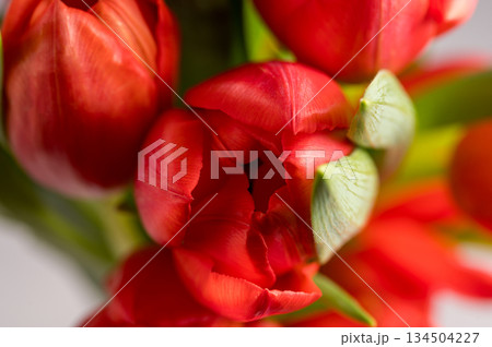 Red tulips macro photo. Easter spring or birthday greeting card Red tulips macro photo. Easter spring or birthday greeting card 134504227