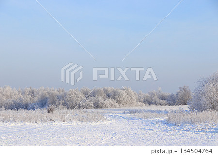 Winter landscape in central Russia.Fabulous beautiful trees in a thick layer of frost and snow during a severe frost.Beautiful winter invitation card for tourists. 134504764