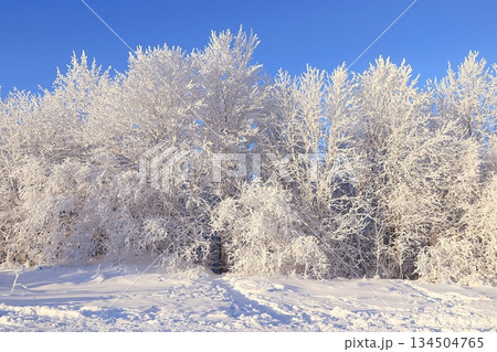 Fabulous beautiful trees in a thick layer of frost and snow during a severe frost against a blue sky background.Beautiful winter invitation card for tourists 134504765