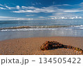 view of a calm ocean, seaweed on the shore of a sandy beach, a panoramic view and copy space about ocean pollution and environmental protection. 134505422