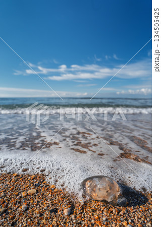 vertical shot of surf on a sandy beach, a jellyfish washed ashore after a storm, a copy space about ocean pollution and environmental protection 134505425