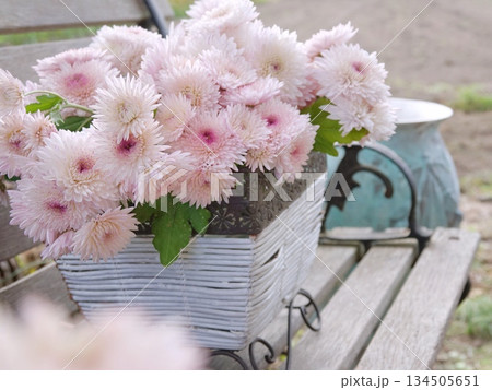 ベンチにピンク色の菊 134505651
