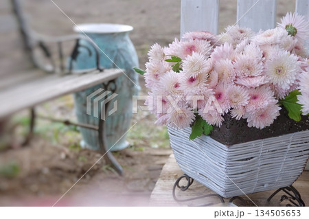 ベンチにピンク色の菊 134505653