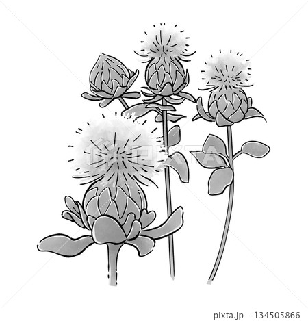 紅花_モノクロ 134505866