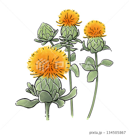 紅花 紅花 134505867