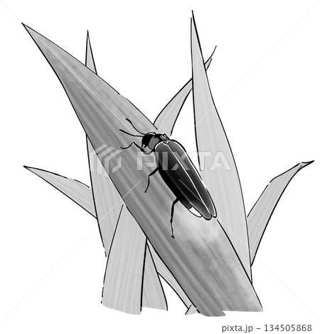 ホタル_モノクロ ホタル_モノクロ 134505868