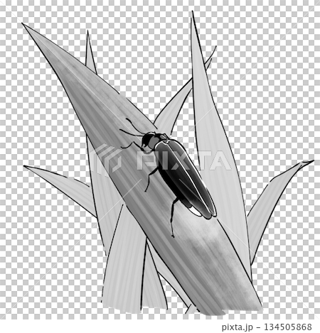 ホタル_モノクロ ホタル_モノクロ 134505868