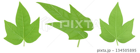 Fresh green papaya leaves isolated on white background. Top view. Flat lay Fresh green papaya leaves isolated on white background. Top view. Flat lay 134505895