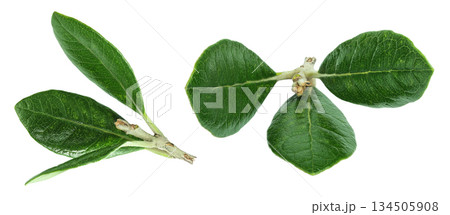 Leaves of Feijoa sellowiana, feijoa, pineapple guava and guavasteen isolated on white background 134505908