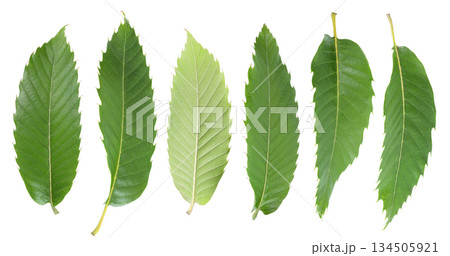 Leaves of sweet chestnut tree isolated on white background. Top view. Flat lay 134505921