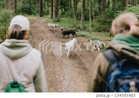 Professional dog walker. Two women are walking their dogs in forest. Professional dog walker. Two women are walking their dogs in forest. 134505983