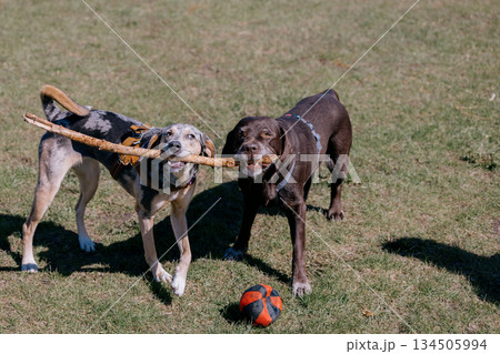Two funny dogs are playing in the park on green lawn. pets are gnawing on stick.  134505994