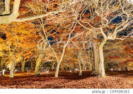 晩秋の東福寺 ライトアップされた庭園 京都府京都市 晩秋の東福寺 ライトアップされた庭園 京都府京都市 134506161