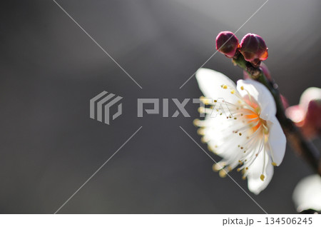 春の訪れ 春の訪れ 134506245