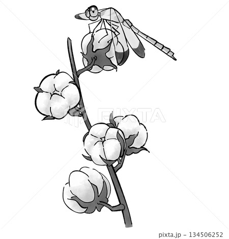 綿花とトンボ_モノクロ 134506252