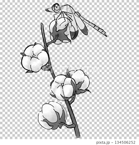 綿花とトンボ_モノクロ 134506252