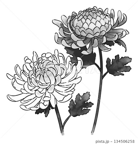 菊の花_モノクロ 134506258