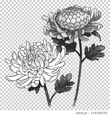 菊の花_モノクロ 134506258