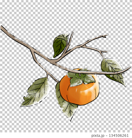 persimmon 134506261