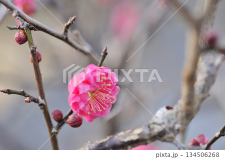 初冬 梅の花 初冬 梅の花 134506268