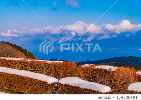 【静岡県】降雪した伊豆達磨山高原から望む富士山 134506481