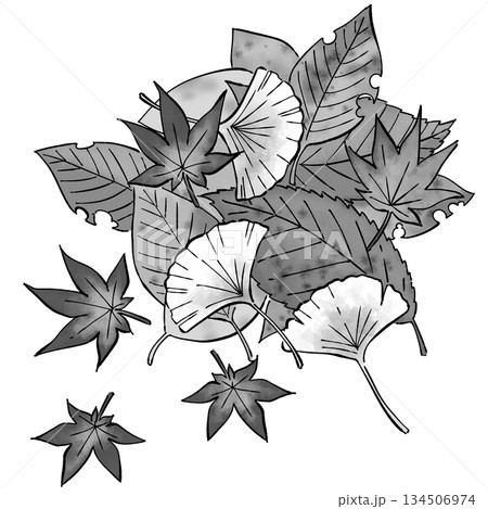 落ち葉_モノクロ 134506974
