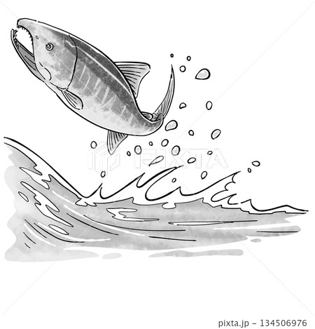 鮭の遡上_モノクロ 134506976
