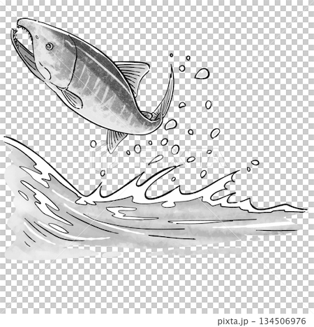 鮭の遡上_モノクロ 134506976