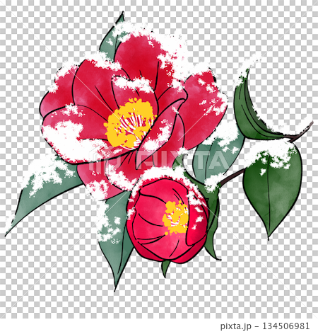 Winter camellia covered in snow 134506981