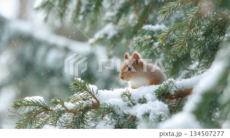 red squirrel rests on thick, snow-laden spruce branch in the forest, surrounded by evergreen needles and soft, falling snow. A perfect depiction of wild animals in a serene winter landscape 134507277