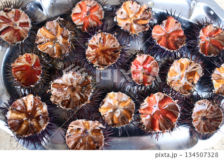fresh sea urchin as sea food cut and ready to eat fresh sea urchin as sea food cut and ready to eat 134507328