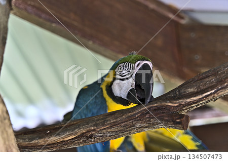Colorful parrot nibbling on a wooden branch Colorful parrot nibbling on a wooden branch 134507473
