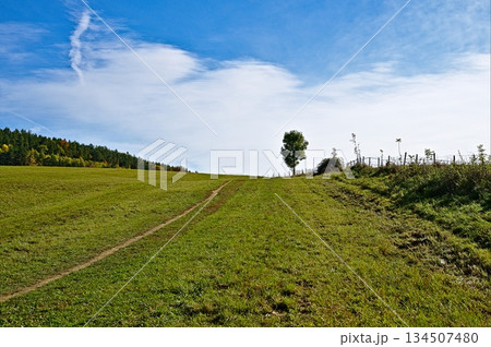 Meadow with trail, a tree and the blue sky 134507480