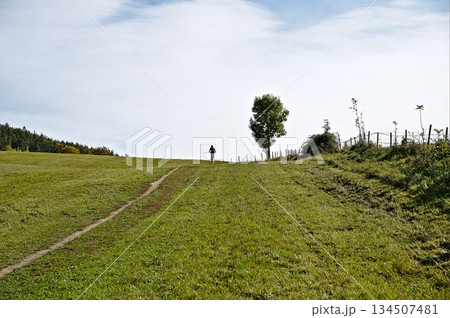Meadow with trail, a tree and the blue sky 134507481