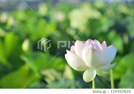 田園でみたハスの花 田園でみたハスの花 134507620