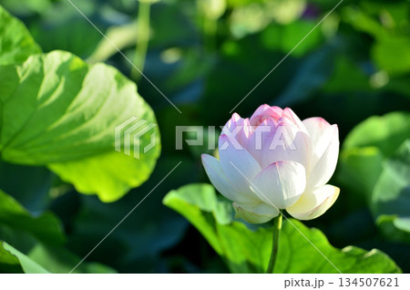 田園でみたハスの花 田園でみたハスの花 134507621