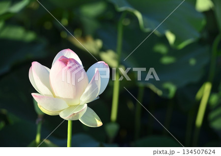 田園でみたハスの花 田園でみたハスの花 134507624
