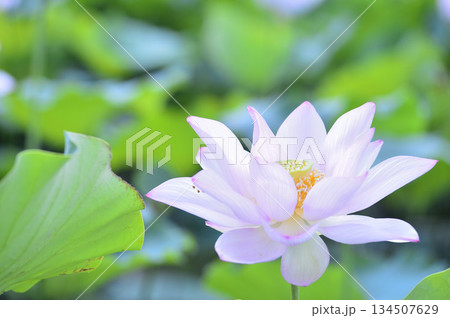 田園でみたハスの花 134507629