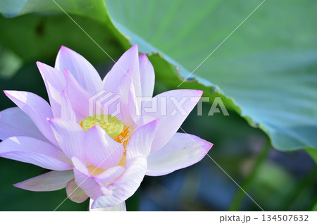 田園でみたハスの花 田園でみたハスの花 134507632