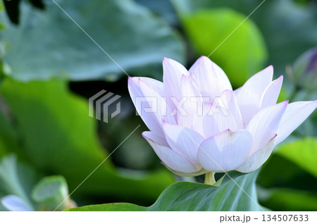 田園でみたハスの花 134507633