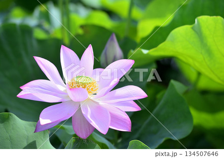 田園でみたハスの花 134507646