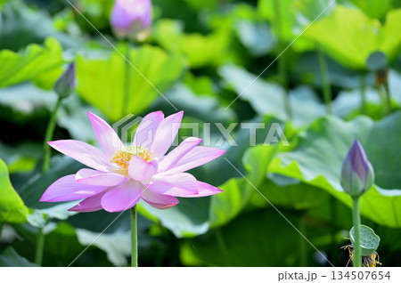 田園でみたハスの花 田園でみたハスの花 134507654